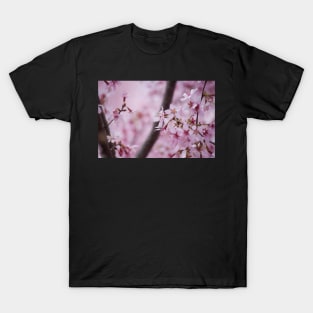 Cherry Blossom VI T-Shirt